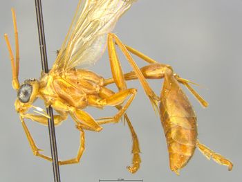 Media type: image;   Entomology 26160 Aspect: habitus lateral view